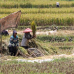 Teknik Menanam Padi Perdesaan
