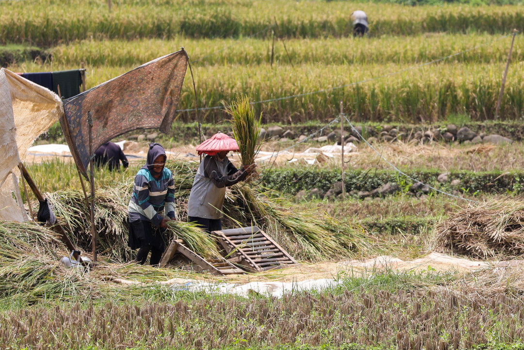 Teknik Menanam Padi Perdesaan